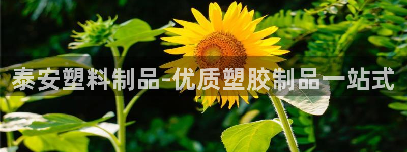 太阳gg平台：泰安塑料制品-优质塑胶制品一站式